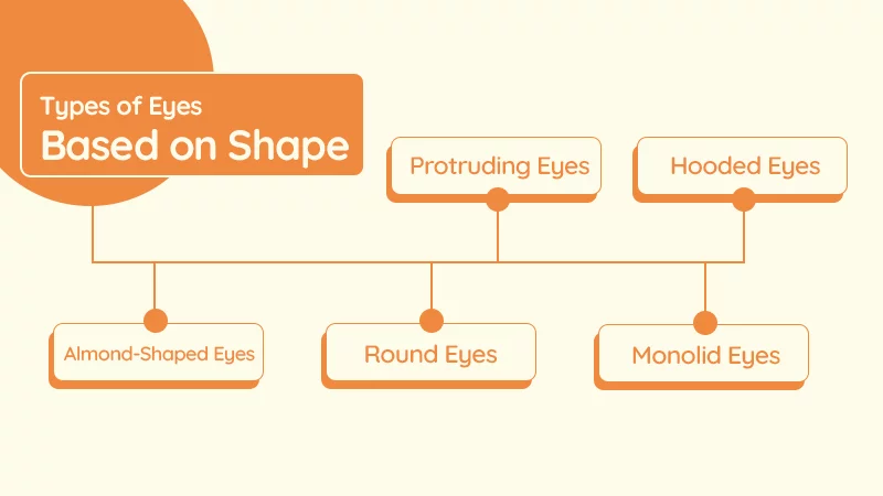 Types of Eyes Based on Shape and Their Meanings