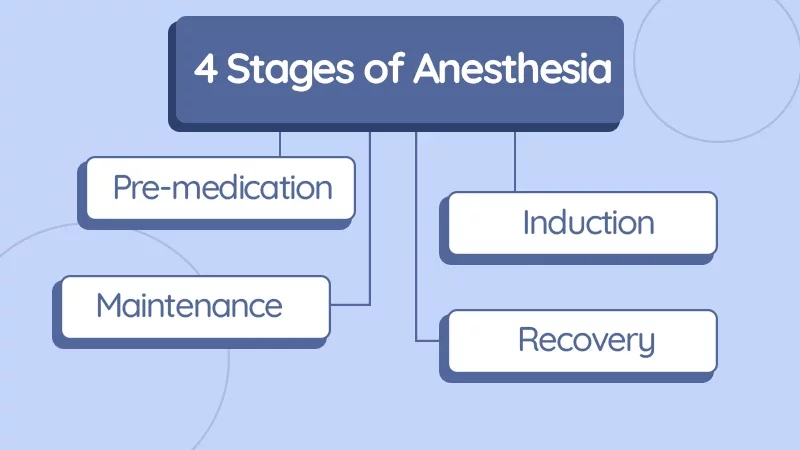 What are the 4 Stages of Anesthesia